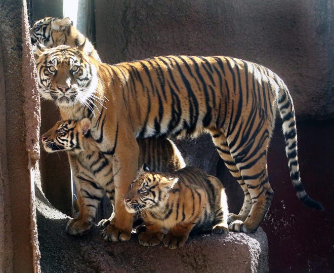 Jingga, a female Sumatran tiger at the Topeka Zoo, was photographed in March 2019 with three of the four cubs to whom she'd given birth five months earlier. She's being moved next week to a different zoo.