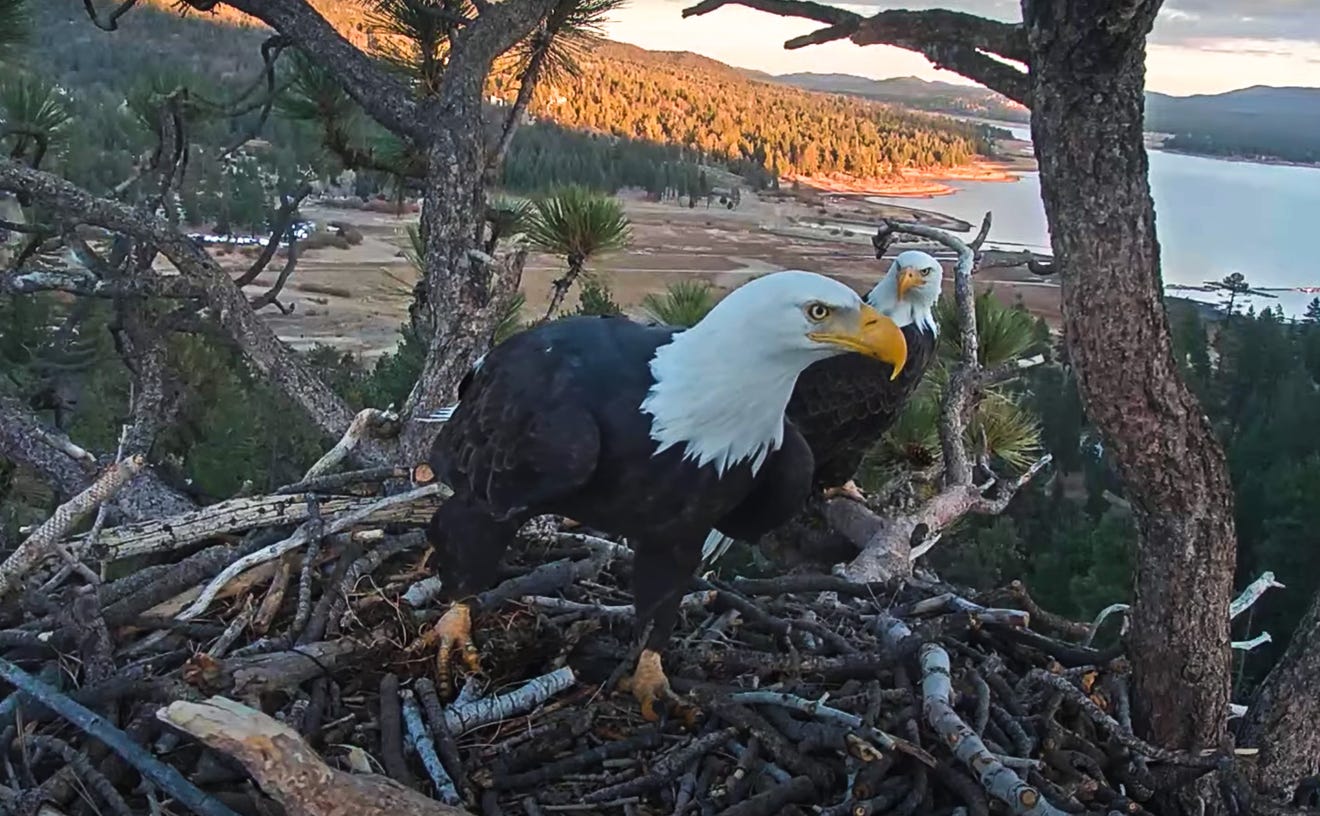 Big Bear eagles Jackie and Shadow build their nest again