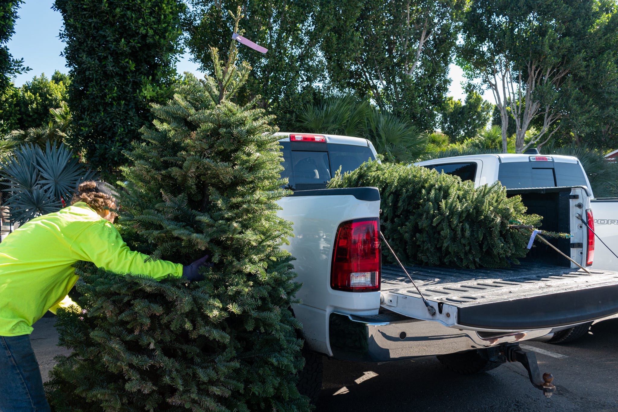 Christmas tree shortage in Arizona? Prices for real, artificial trees