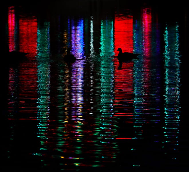 Christmas lights reflect off the rippling water as a goose swims across Lake Anna in Barberton on Saturday.