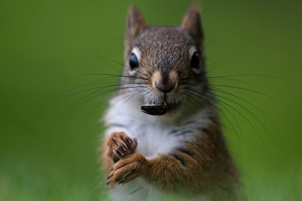 Are squirrels herbivores, carnivores or omnivores? Nature news