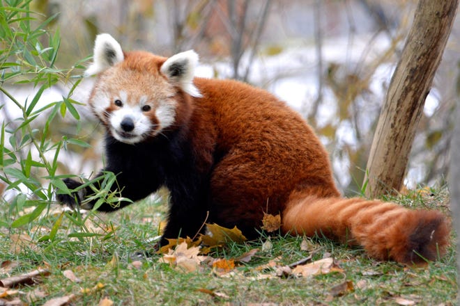 Panda merah di-eutanasia di Kebun Binatang Detroit setelah kesehatannya menurun