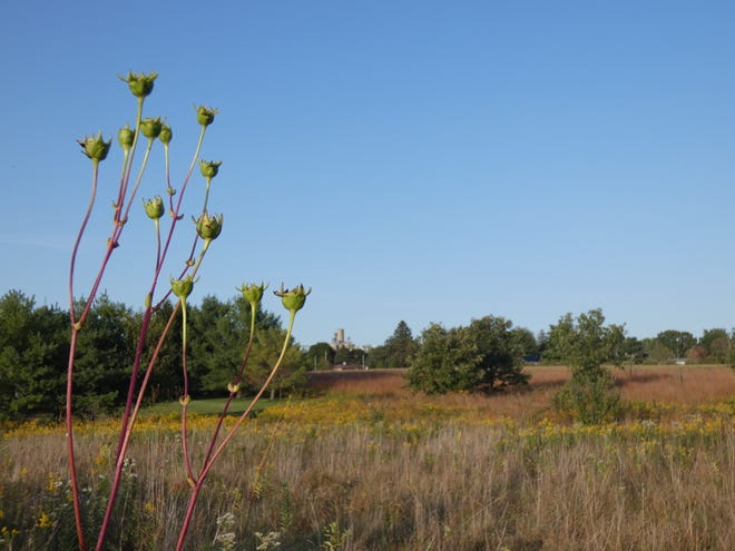 Unger Park, restored from former farmland in the late 1990s, includes 53 acres of restored prairie and bottomland woods. This photo was taken in September 2020.