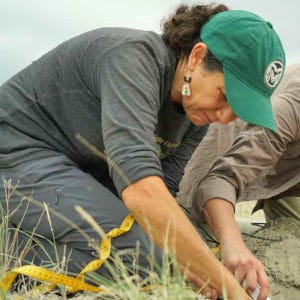 Francesca Cotrufo specializes in soil ecology and biogeochemistry at Colorado State University. Her work focuses on understanding various components of soil organic matter and how to rebuild them through managed grazing. An estimated 30 percent of global carbon stocks are currently stored within rangeland ecosystems.