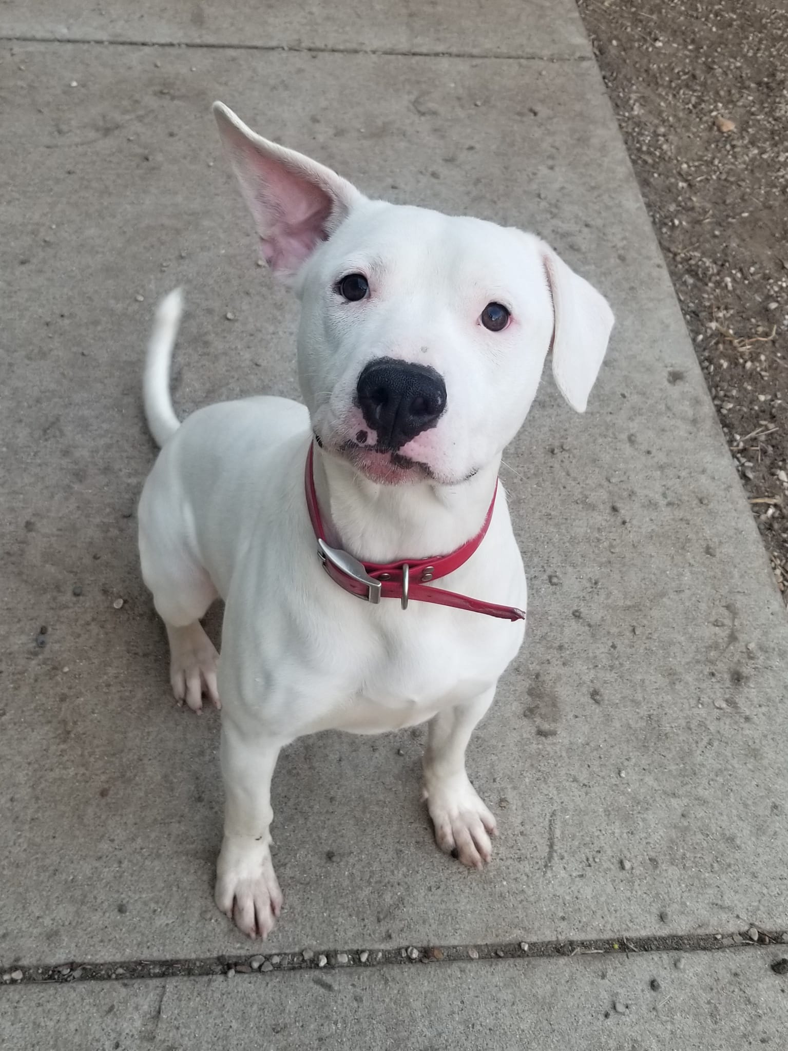 Pet of the Week: Olaf is white pit bull terrier