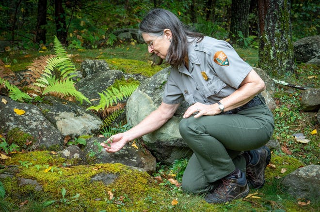 Supervisory Forester Kristine Johnson is retiring this month after more than 30 years in the Smokies. Her career leading the Vegetation Management crew has been devoted to reducing the introduction into the park of exotic plants, insects, and diseases.