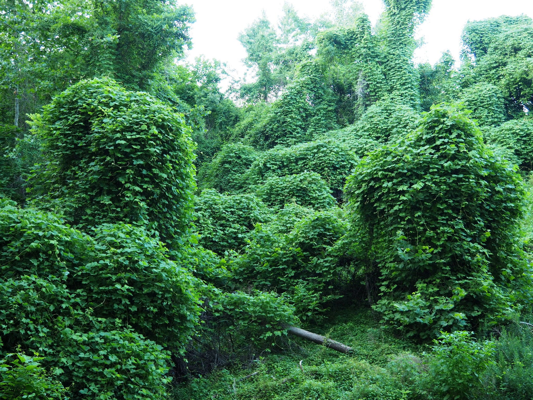 Kudzu a problem in national forest interiors near Asheville?