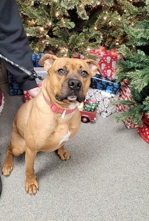 Chief is a boxer mix looking for a good home this holiday.