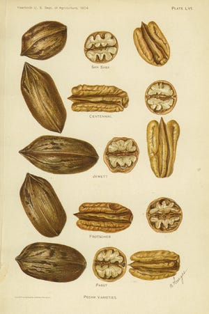 Pecan varietals (Public Domain 1904)