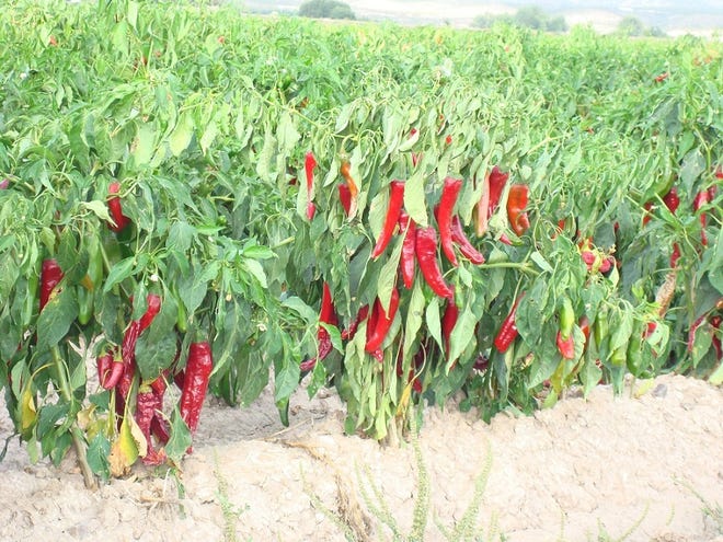 Red chile fields in southwestern New Mexico.