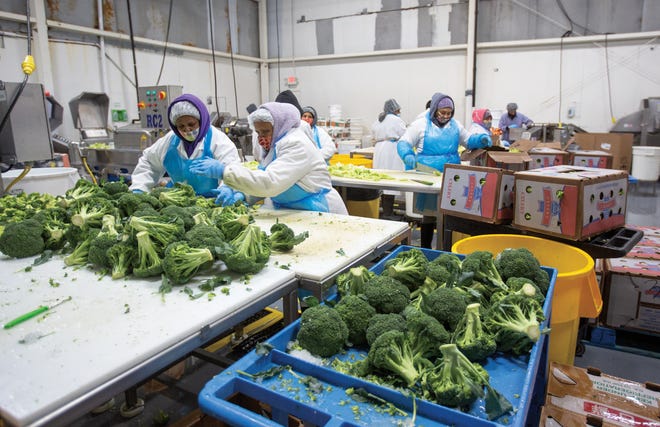 Workers at DNO Produce sort and pack vegetables.