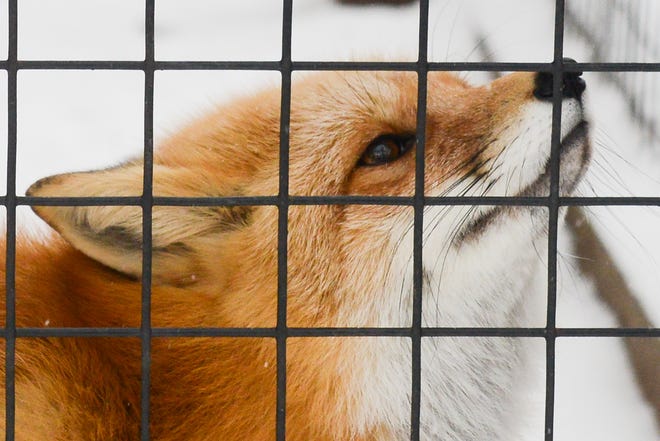 A red fox rubs its face against the fence in it's exhibit during a snowy day at the Utica Zoo on Thursday, Jan. 4, 2018. The zoo announced Tuesday, Dec. 7, 2021 that Sherlock the red fox died last month at the age of 14.