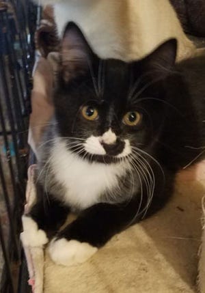 Sylvester, a young male domestic short hair, is available for adoption from SAFE Pet Rescue of Northeast Florida. Adoption fees are $65 for cats and $85 for kittens. Vaccinations are up to date and all cats are FELV/FIV negative. SAFE is at 6101 A1A South in St. Augustine. Call 904-325-0196.