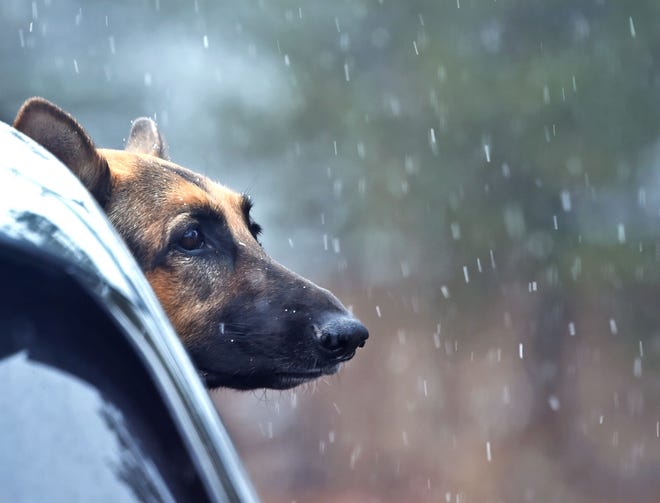 A dog checks out the snow falling from the car window in Sparks on Dec. 9, 2021.