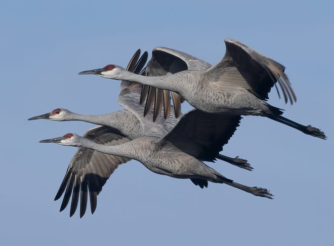 A trio of sandhill cranes in flight at Jasper-Pulaski Fish and Wildlife Area in Indiana.