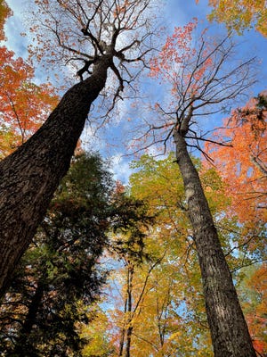 Mature maples in the Michigamme Highlands