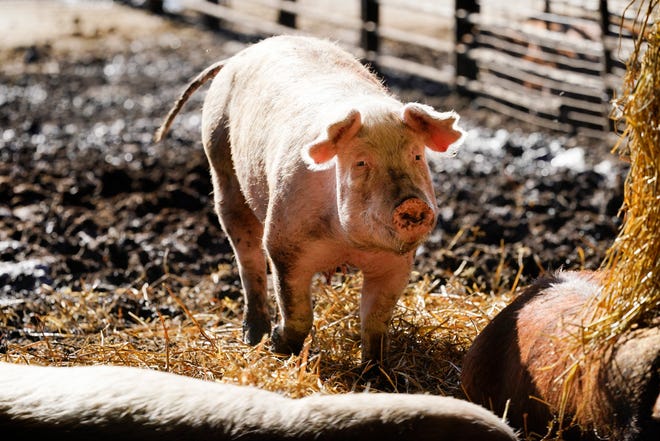 A hog in a holding pen on an Iowa farm. (AP Photo/Charlie Neibergall)