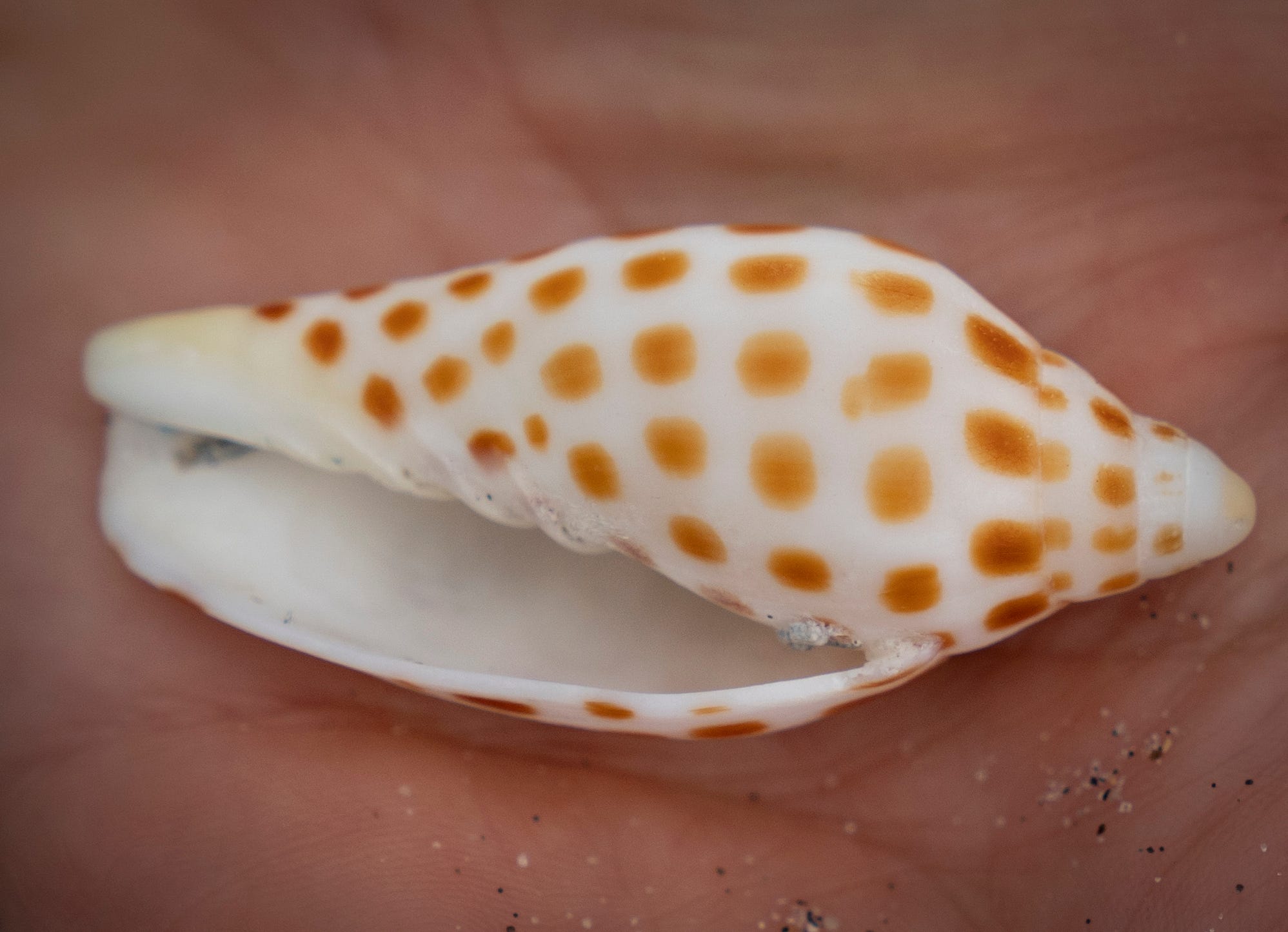 Junonia shell found on Juno Beach shore. Why the seashell is so rare.