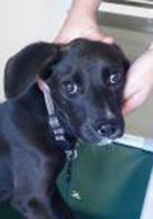 Tundra, a young female Labrador Retriever and pit bull terrier mix, is available for adoption at the St. Johns County Pet Center, 130 N. Stratton Road. Dog adoption fees, $45 for males and $60 for females, include microchips, neutering/spaying, rabies vaccinations and shots. The Pet Center is open from 9 a.m. to 4:30 p.m. Tuesdays to Fridays. Call 904-209-6190. 