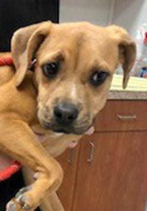 Cuddles, a young female beagle and pug mix, is available for adoption at the St. Johns County Pet Center, 130 N. Stratton Road. Dog adoption fees, $45 for males and $60 for females, include microchips, neutering/spaying, rabies vaccinations and shots. The Pet Center is open from 9 a.m. to 4:30 p.m. Tuesdays to Fridays. Call 904-209-6190. 