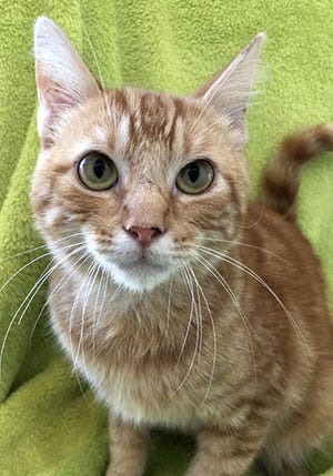 Ollie, a young male tabby, is available for adoption from Wags & Whiskers Pet Rescue. Adoption fees are $80 for adult cats and $90 for kittens. Routine shots, tests and deworming are up to date. Call 904-797-6039 or go to wwpetrescue.org.