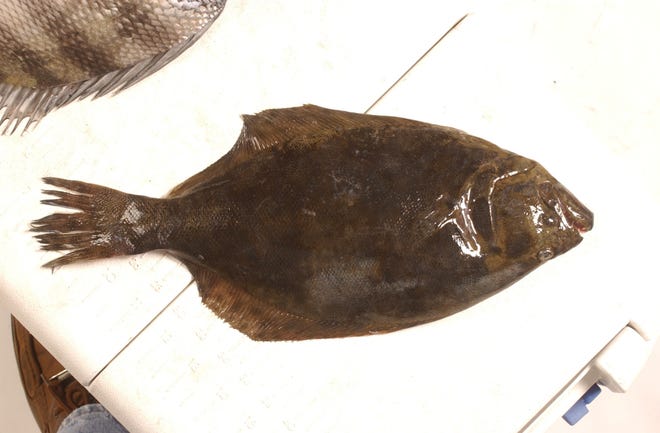 A locally caught flounder, bound for the Christmas table.