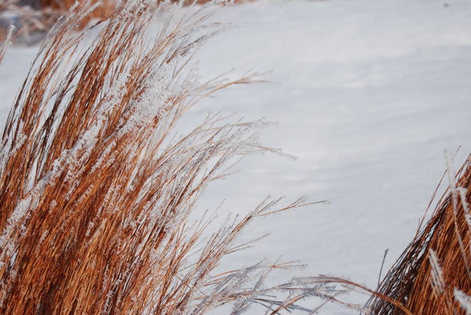 Grasses can really stand out, adding color and movement to your garden in the winter.