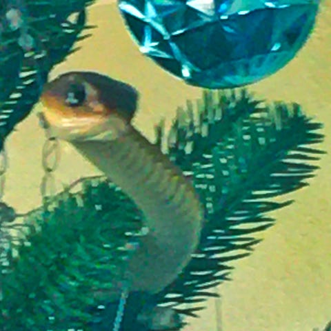 This boomslang snake was found hiding in a Christm
