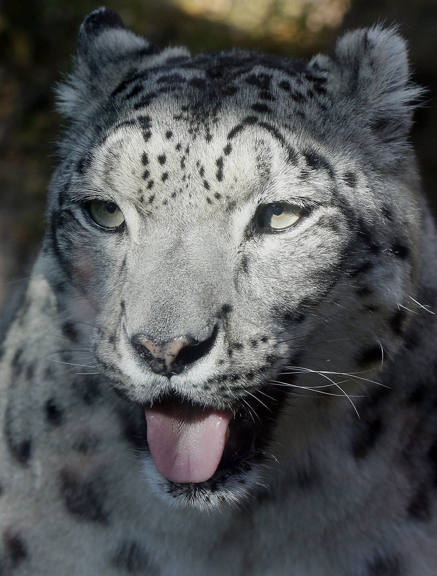 Akron Zoo mourns loss of snow leopard