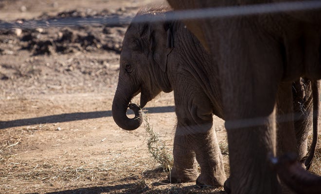 Frankie, the Columbus Zoo and Aquarium's baby elephant, photographed in the Asia Quest region on Tuesday, December 14, 2021