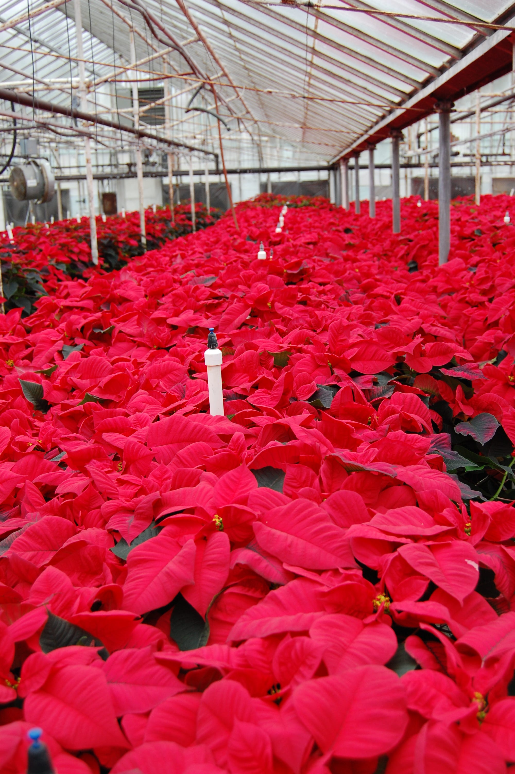 How to care for poinsettias; history of Christmas plant