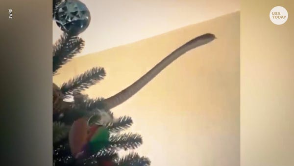 Family spots snake slithering in Christmas tree, o