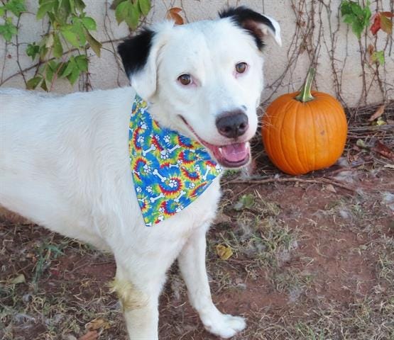 Otis has been waiting a long time to be adopted from Oklahoma City Animal Welfare.