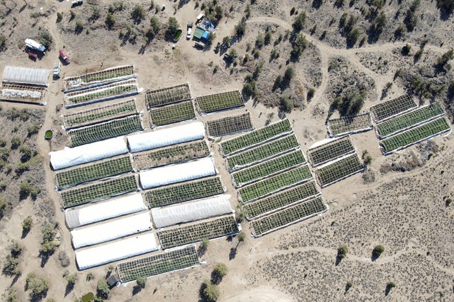 A marijuana grow is seen on Sept. 2, 2021, in an aerial photo taken by the Deschutes County Sheriff's Office in the community of Alfalfa, Ore.