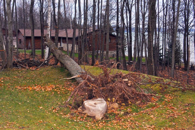 A tree lays on the ground in Sturgeon Bay, Wis., on Thursday, Dec. 16, 2021, following strong winds that passed through Wednesday night that left many trees and power lines down across Door County.