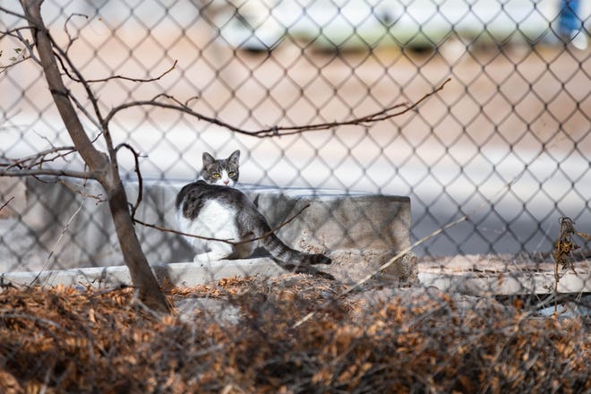 A feral cat dips into a irrigation ditch in Las Cruces on Thursday, Dec. 16, 2021.