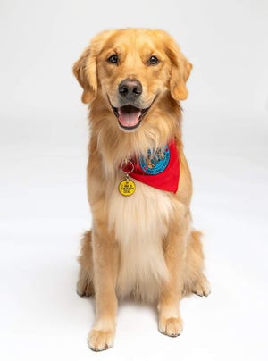 Derby, a 3-and-half-year-old Golden Retriever therapy dog, was a rising star according to his handler and owner Carol Everetts.