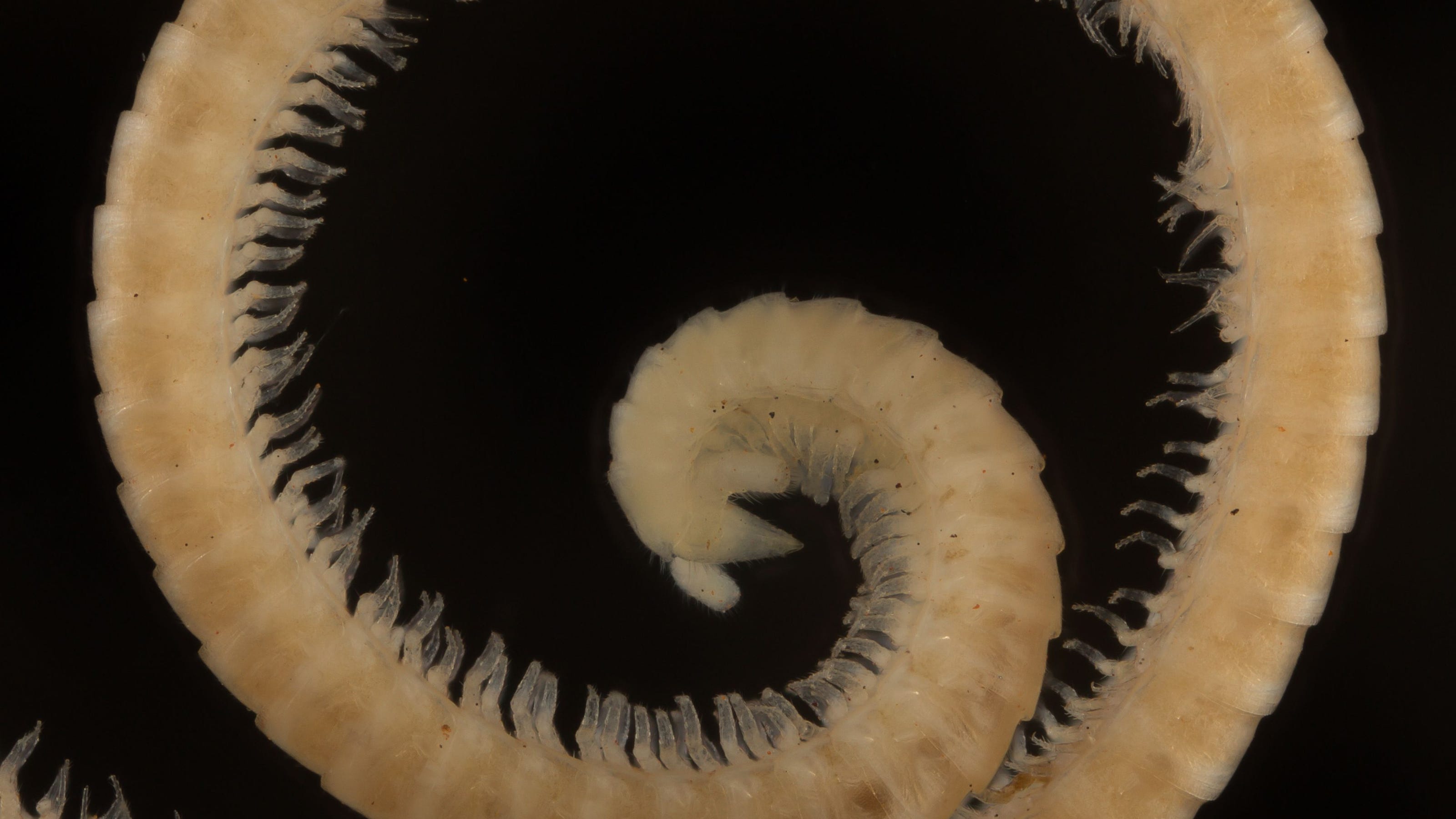 Deadly Millipede Species Discovered: The Orange And Black Threat - 14ndeb3