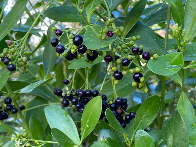 Blacktorch is a beautiful accent shrub with glossy evergreen foliage and striking clusters of shiny black berries.