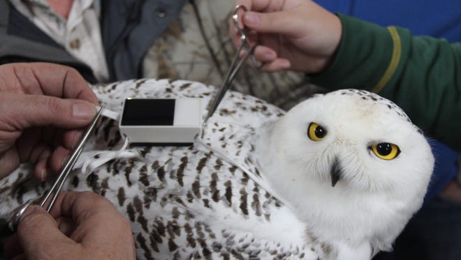Facts about snowy owls, what they eat, appearance, habitat and more
