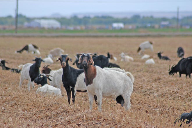 Goats graze in an Arkansas Valley field. Integrating goats into a cattle and sheep grazing program is one way to clear out underbrush that can elevate fire danger, according to Alison Crane, a sheep and meat goat extension specialist at Kansas State University