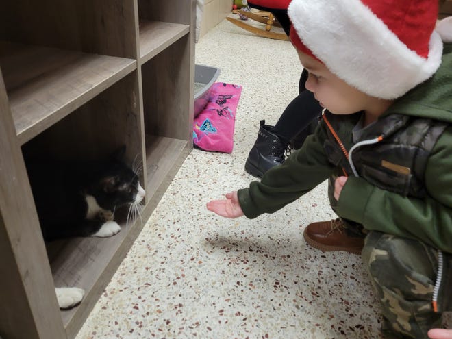 Max Baker tries to coax a cat from a cubby at the Stark County Humane Society. East Canton resident Jessie Baker brought her children, Rachel, 6, and Max, 3, to drop off donations so they stopped in to look at the dogs and cats. Jessie Baker said their cat is 18 years old and the family is considering another adoption.
