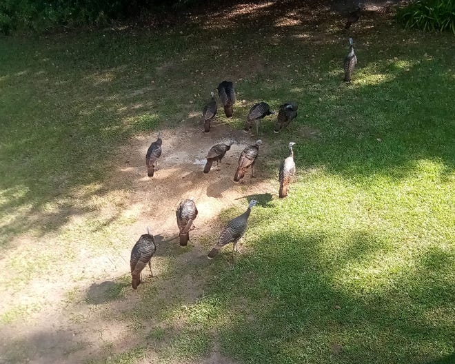 Morning rush hour at the scratch pile. The native Osceola turkeys edge out the chickens every time.