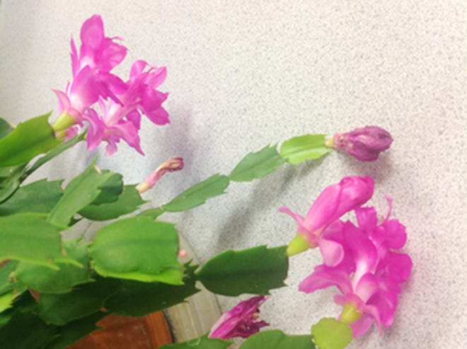 With their vibrant, floral displays, holiday cactus are a great holiday gift that bloom reliably annually without much upkeep.