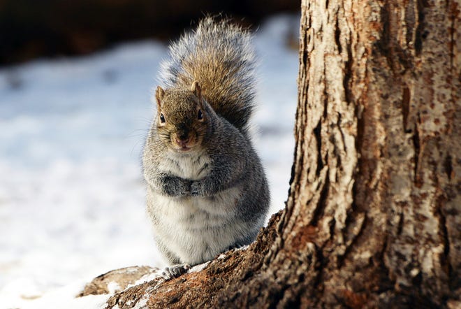 The squirrels in Mears Park in St. Paul, Minn., like this one on Monday, Dec. 20, 2021, are fat, bold, and accustomed to being fed by people. They have been chewing through wires on the Christmas lights, so Mears Park isn't lit up as usual this holiday season. (Scott Takushi/Pioneer Press via AP)