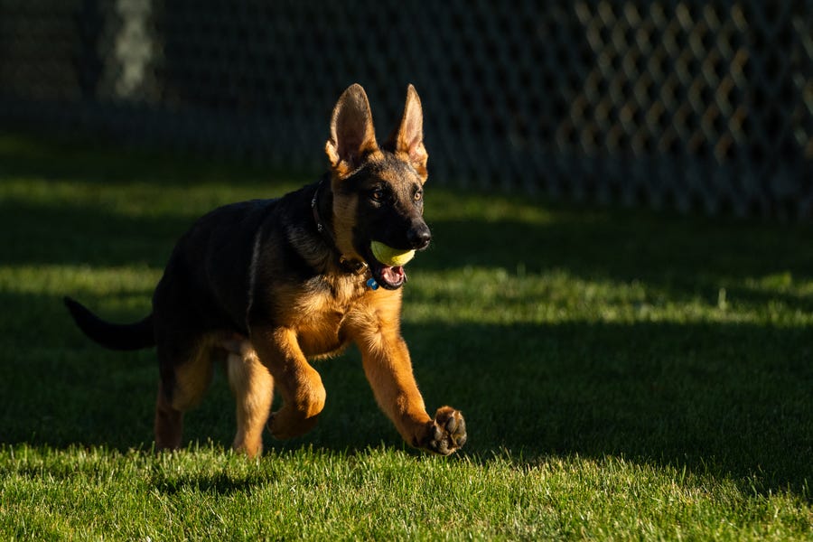 Meet the new White House puppy, Commander. This photo from President Joe Biden's Twitter account shows the first family's newest member, a German shepherd romping on the law with a tennis ball. The pup joins the president and first lady Jill Biden's rescue dog, Major, after their older dog, Champ, died in June at age 13.