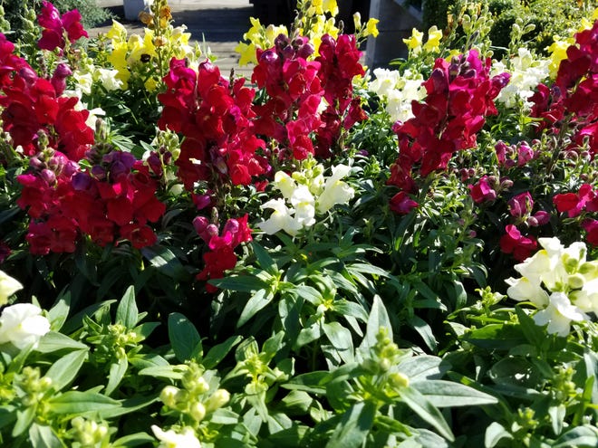 Looking to add color to your winter lanscape? Try cool-weather-loving snapdragons.