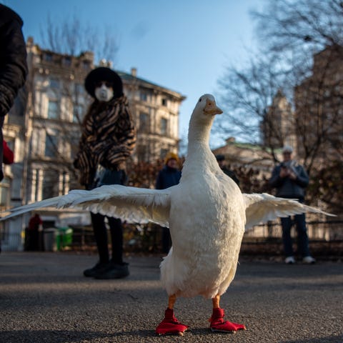 Wrinkle, a pet duck with a large social media foll