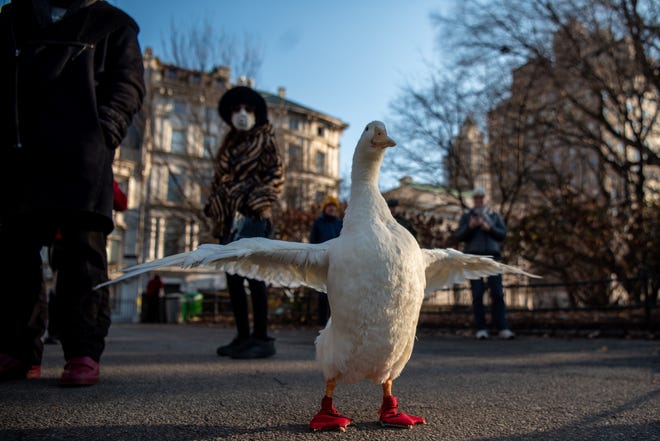Social media beloved pet duck Wrinkle wears her iconic red shoes as she spreads her wings during her visit to Central Park in Manhattan, NY on Wednesday, December 22, 2021. 