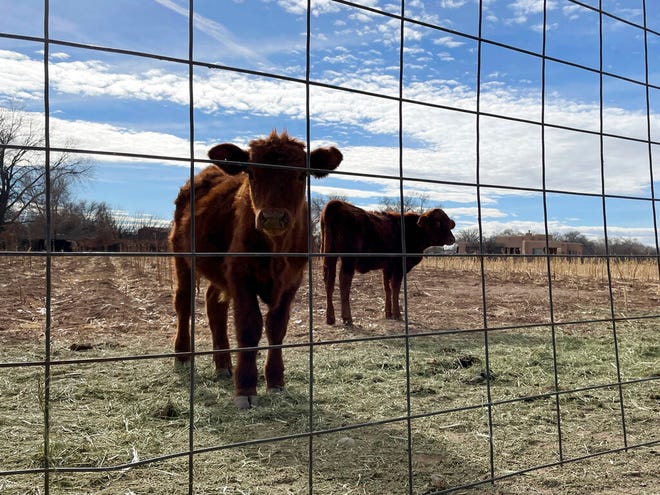 Calves graze in a field in Corrales, N.M., on Thursday, Dec. 23, 2021. Ranchers around the state are preparing as forecasters with the National Weather Service in Albuquerque say more warm, dry weather is expected through the winter.